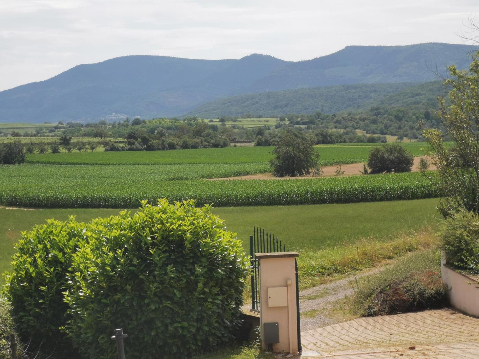 Studio Spacieux, Route Des Vins 罗塞姆 外观 照片