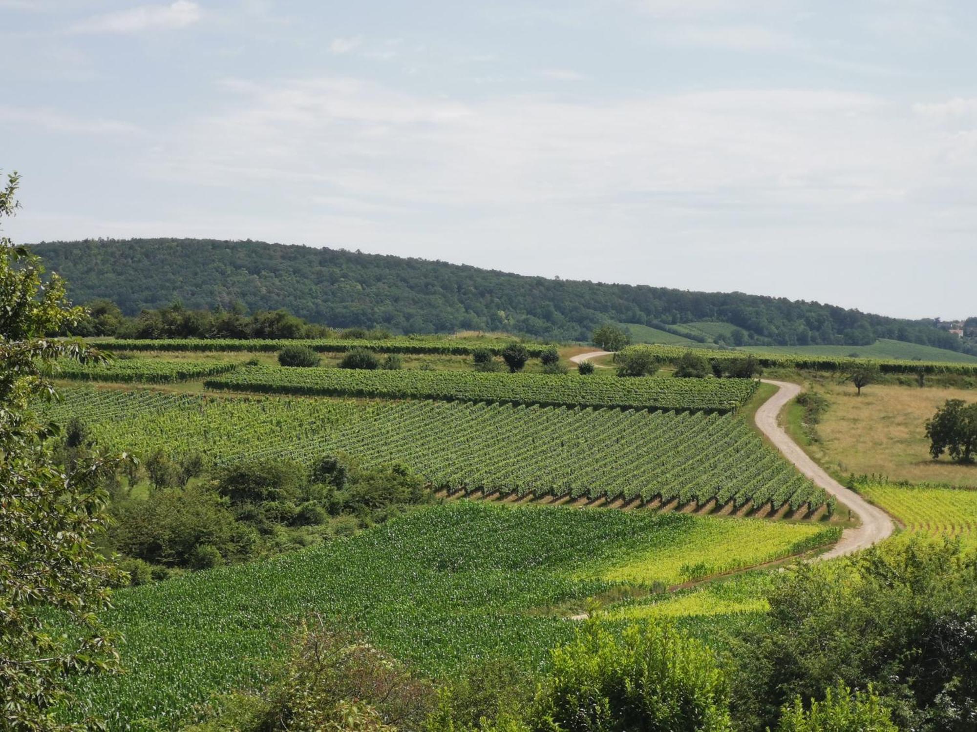 Studio Spacieux, Route Des Vins 罗塞姆 外观 照片